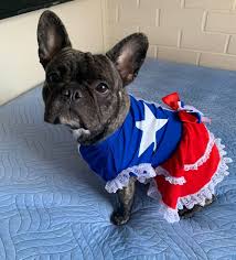 Ropa Perrito